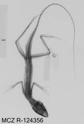 Media type: image;   Herpetology R-124356 Aspect: dorsoventral x-ray